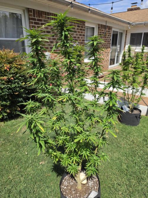 Jokerz x white afghani. Week 16 - 4