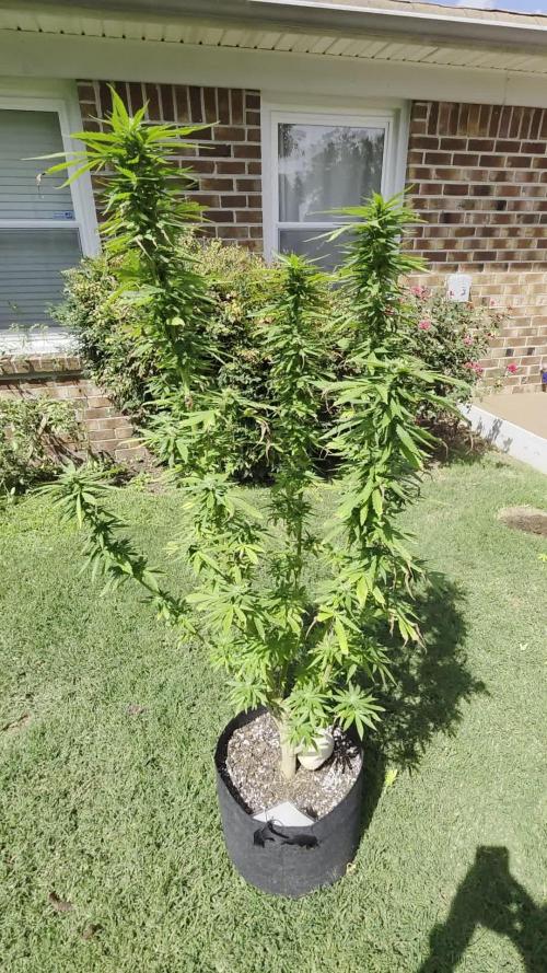 Jokerz x white afghani