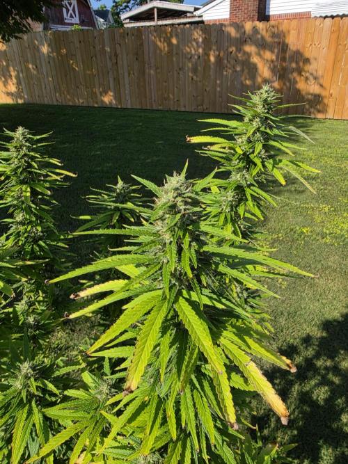 Gorilla haze. Week 18 - 3