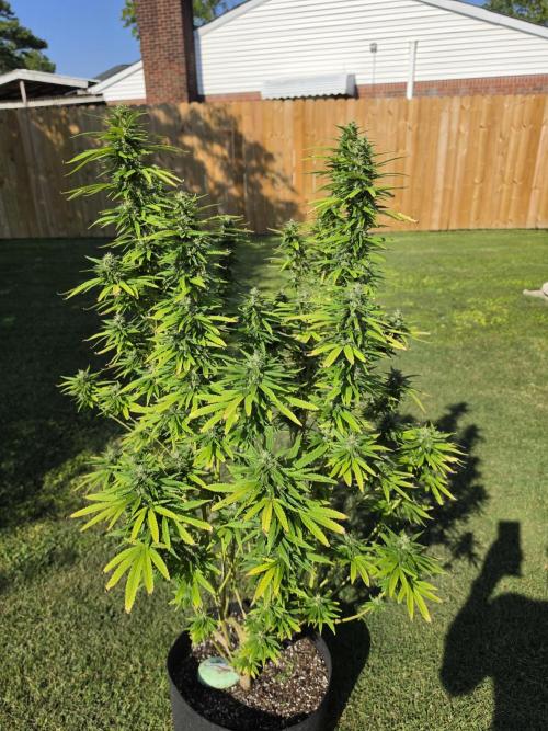Gorilla haze. Week 18 - 2