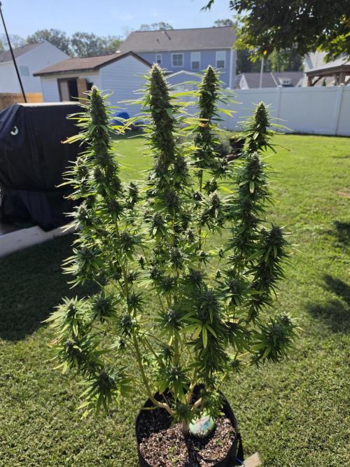 Gorilla haze. Week 18 - 4