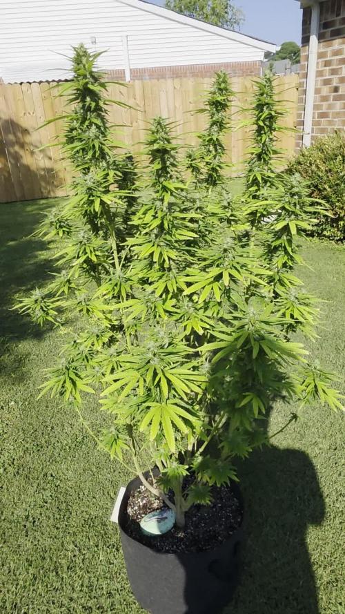 Gorilla haze