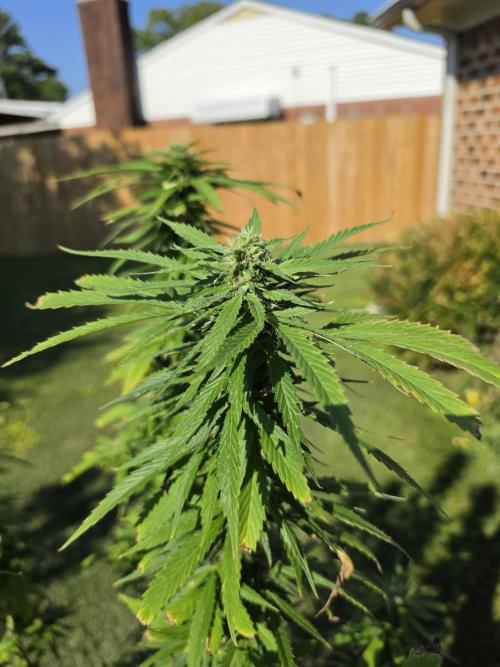 Jokerz x white afghani. Week 17 - 3