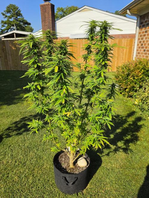 Jokerz x white afghani. Week 17 - 2