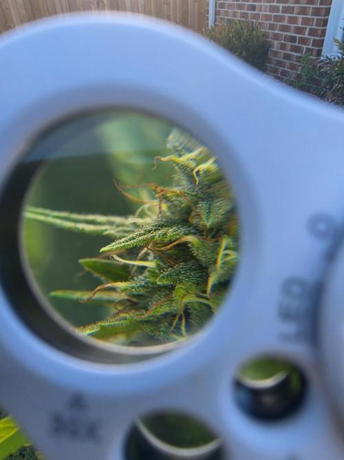 Gorilla haze. Week 19 - 2