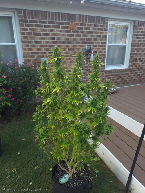 Gorilla haze. Week 19 - 3