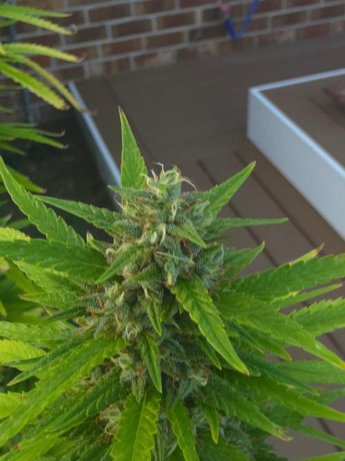Gorilla haze. Week 19 - 4