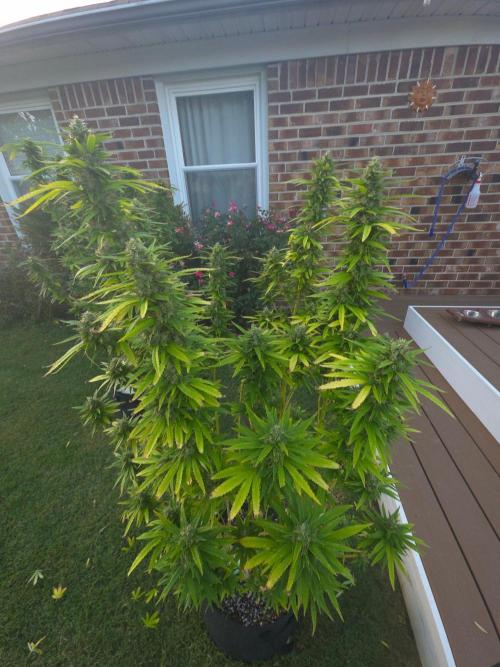 Gorilla haze. Week 19 - 5