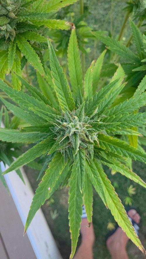 Gorilla haze. Week 19 - 6