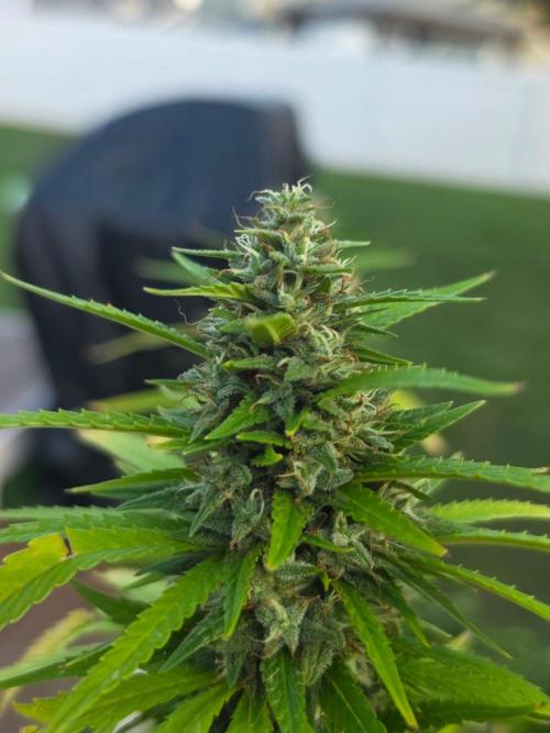 Gorilla haze. Week 19 - 7