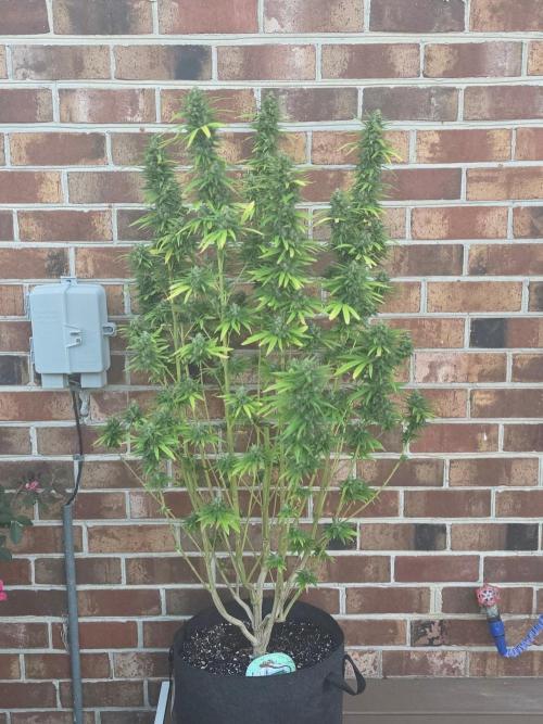 Gorilla haze. Week 19 - 8