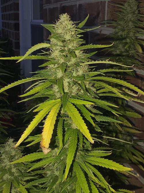 Gorilla haze. Week 19 - 9