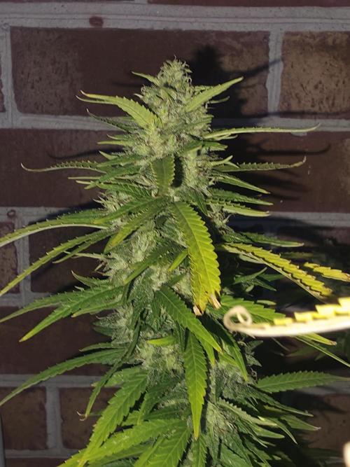 Gorilla haze. Week 19 - 10