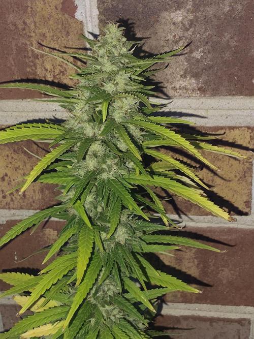 Gorilla haze. Week 19 - 11