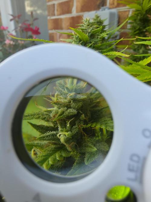 Gorilla haze. Week 19 - 12