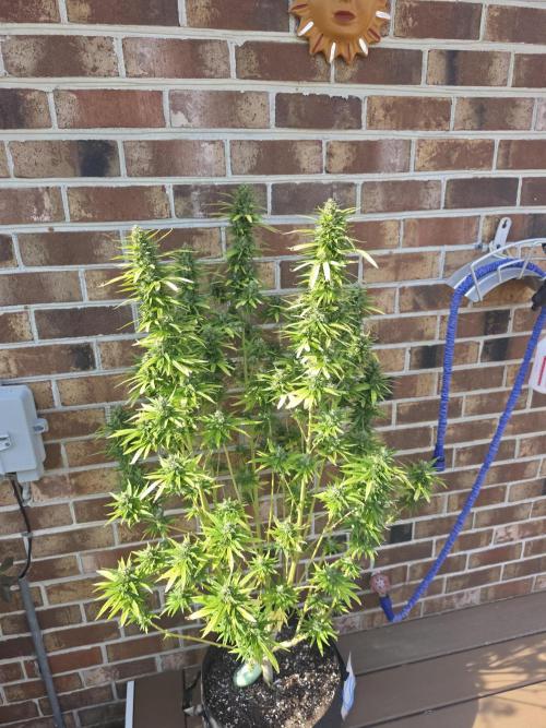 Gorilla haze. Week 19 - 13