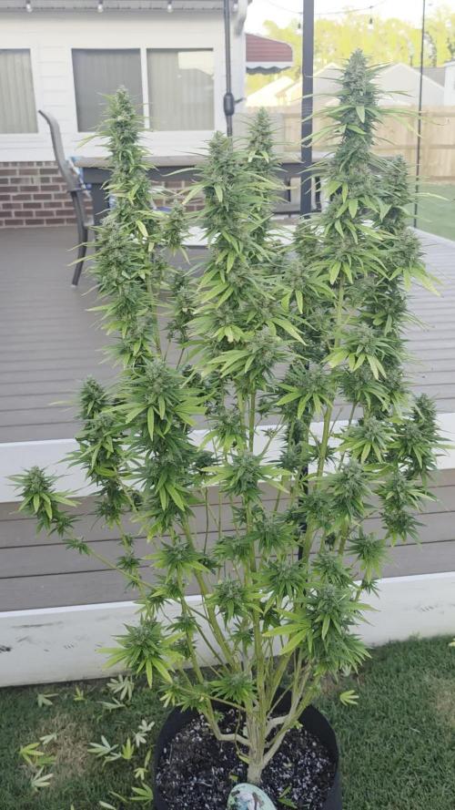 Gorilla haze