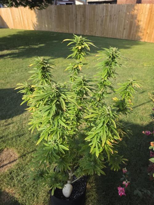 Jokerz x white afghani. Week 18 - 1