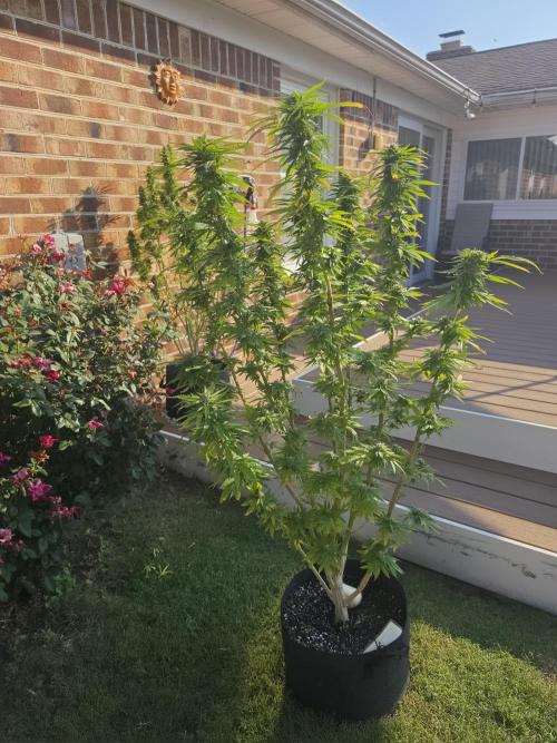 Jokerz x white afghani. Week 18 - 2