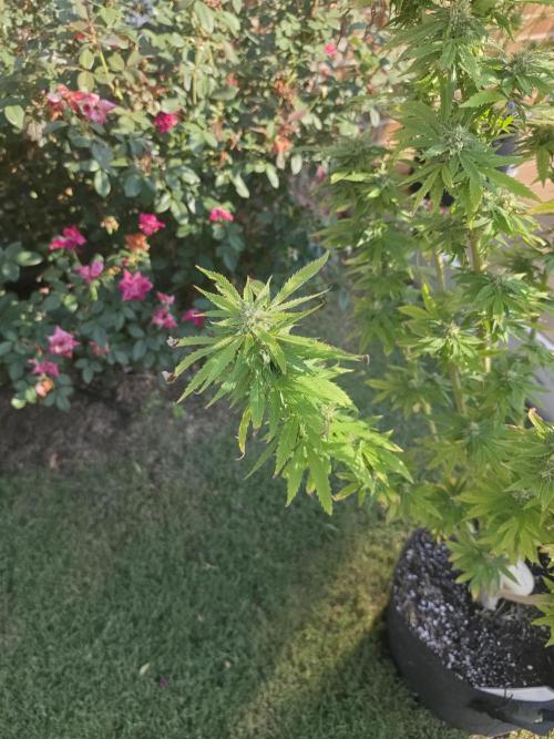 Jokerz x white afghani. Week 18 - 3