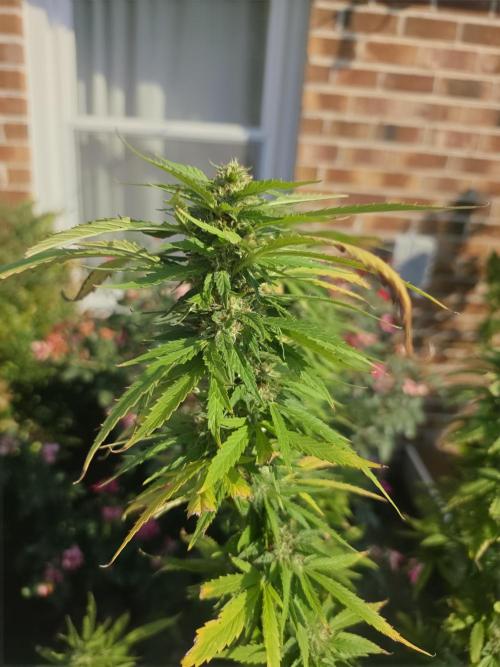 Jokerz x white afghani. Week 18 - 4