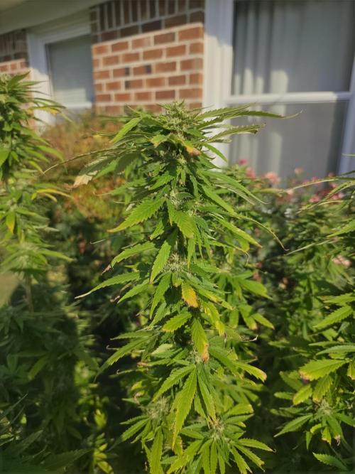 Jokerz x white afghani. Week 18 - 5