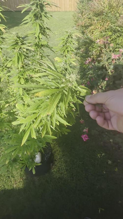 Jokerz x white afghani