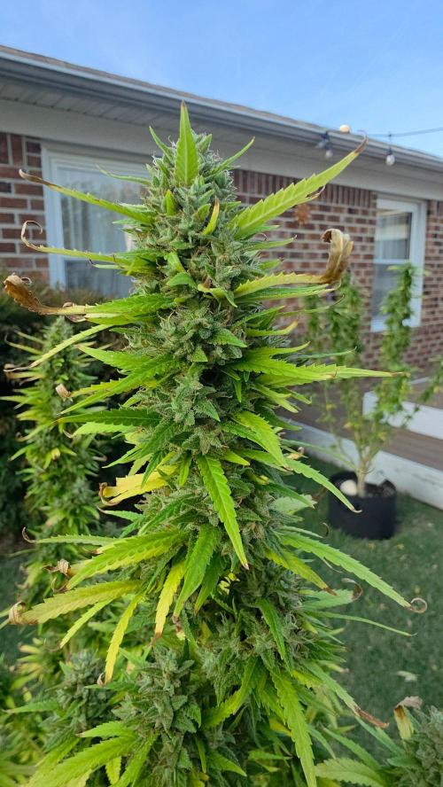 Gorilla haze. Week 20 - 1