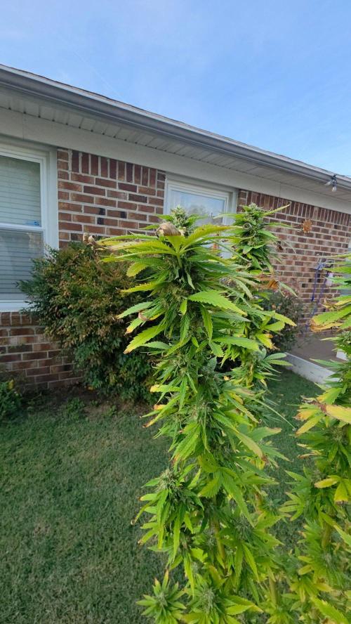 Jokerz x white afghani. Week 19 - 3