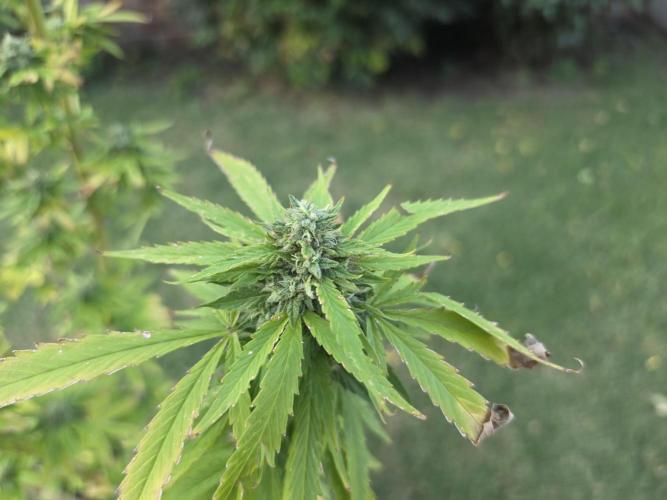 Jokerz x white afghani. Week 19 - 1