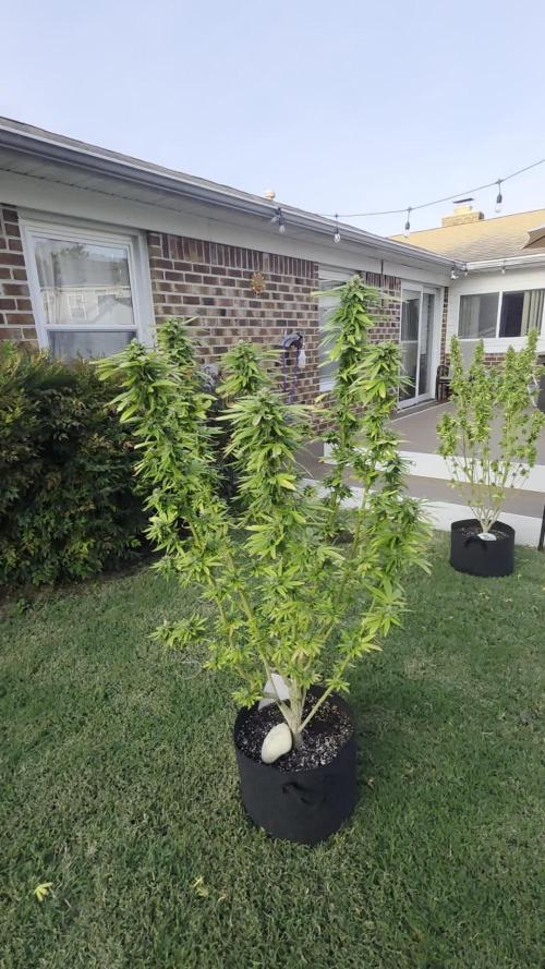 Jokerz x white afghani