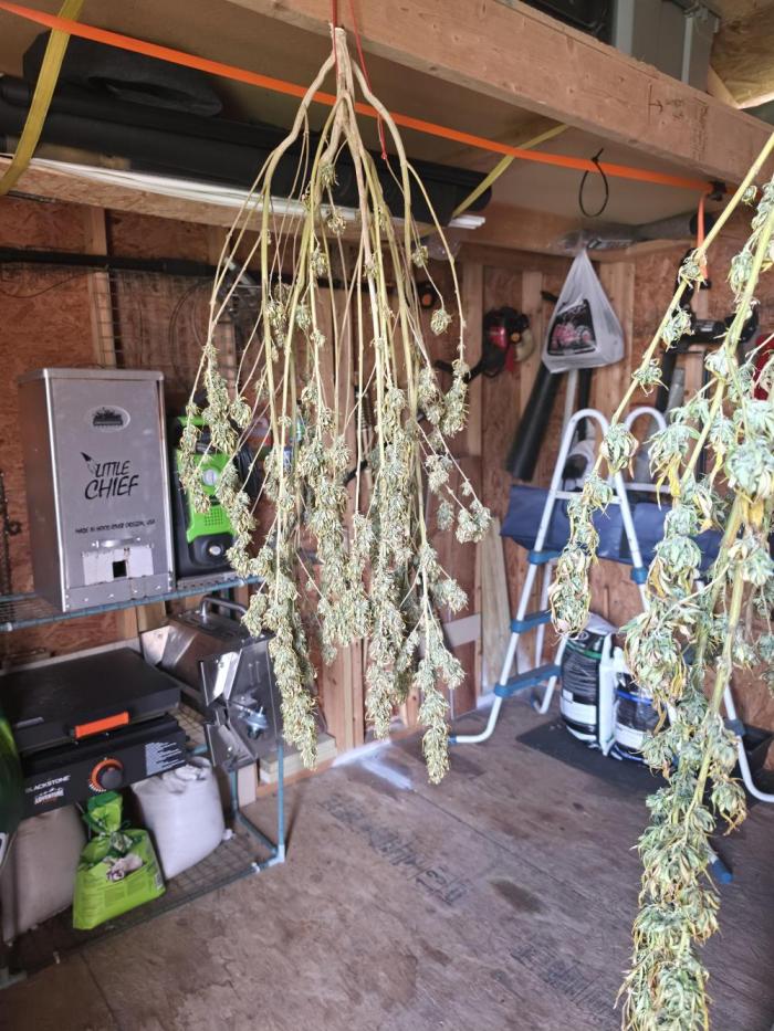 Gorilla haze. Week 21 - 1