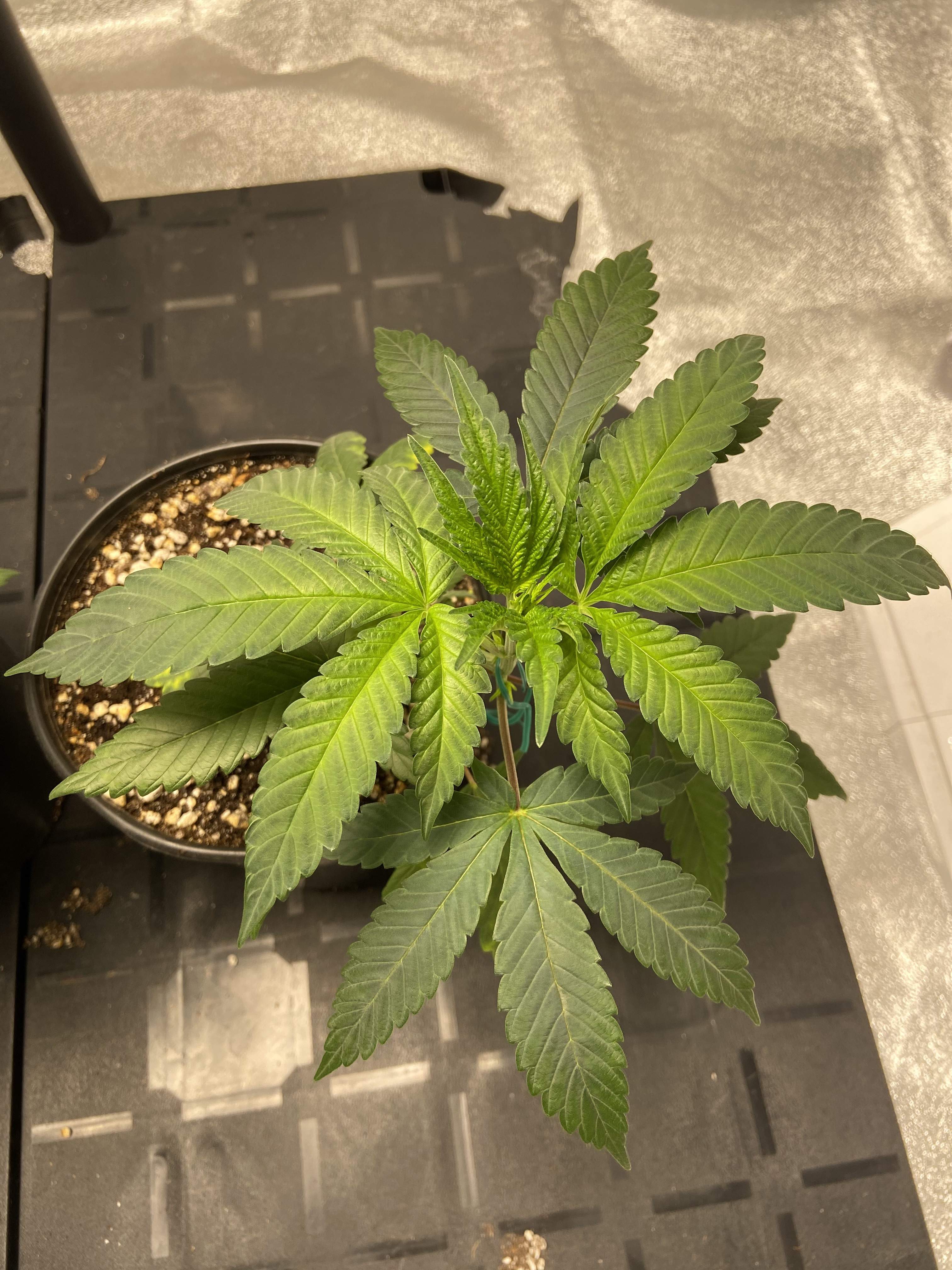 Jungle Boys Creamsicle grow diary (journal) week3 by Limestone_Island GrowDiaries