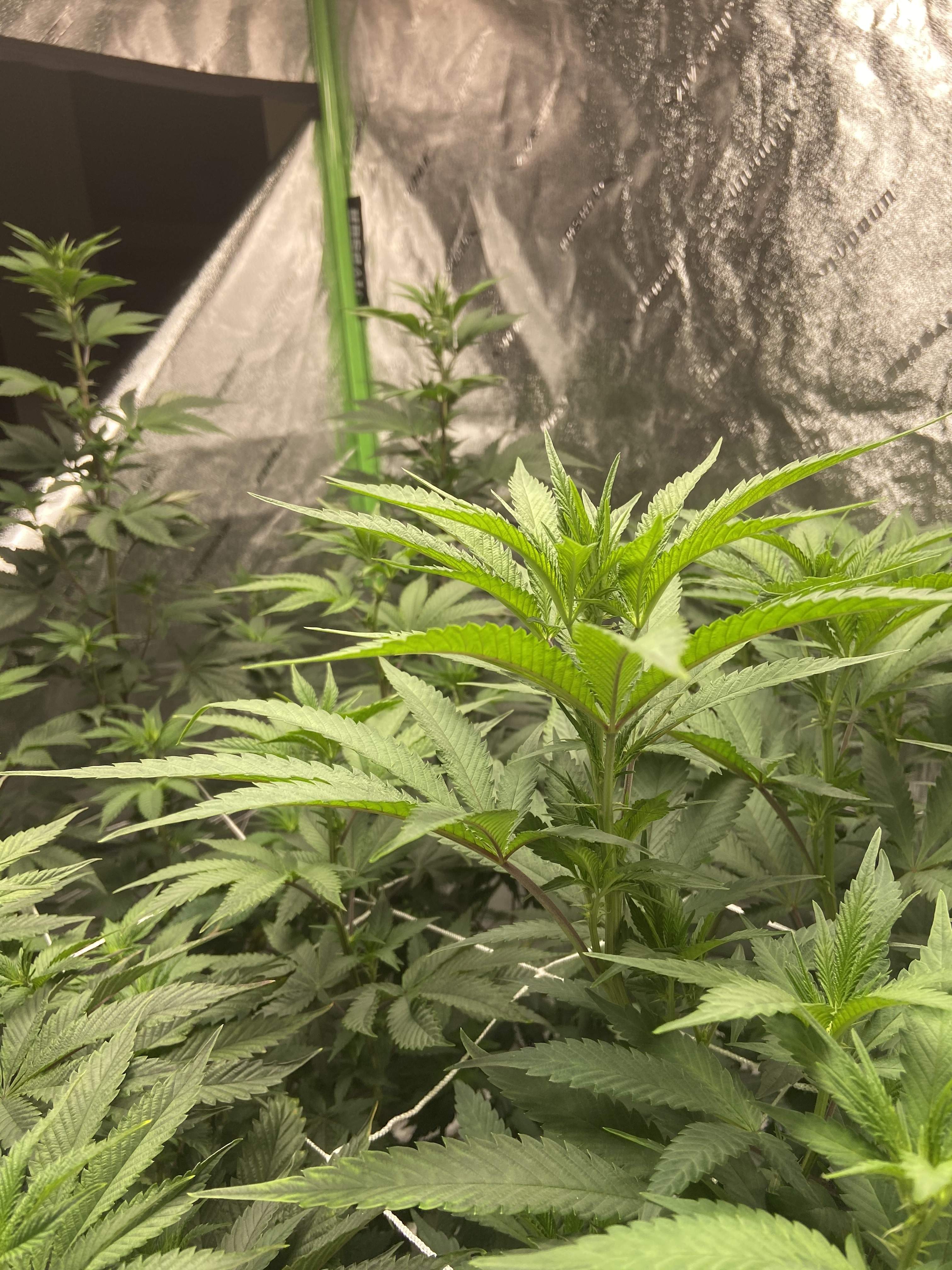Jungle Boys Creamsicle grow diary (journal) week8 by Limestone_Island GrowDiaries