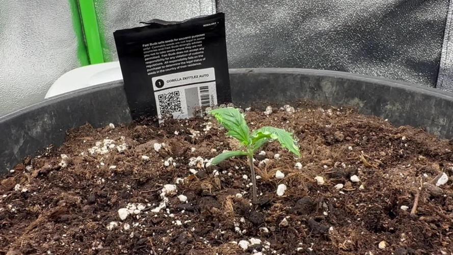My first grow with Tamara
