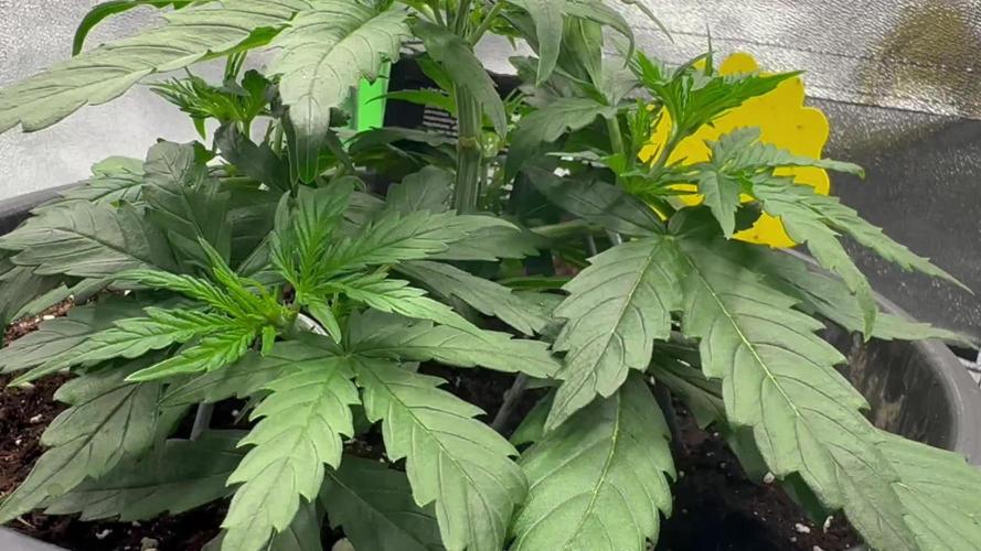 My first grow with Tamara