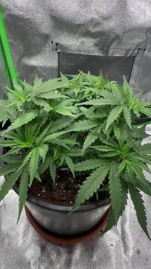 My first grow with Tamara