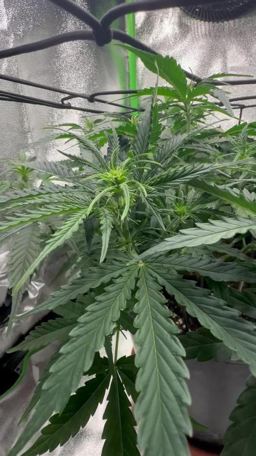 My first grow with Tamara