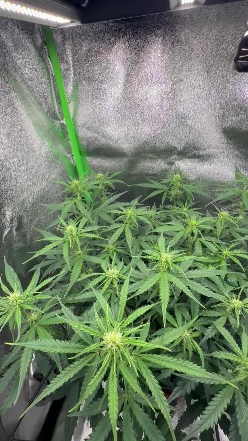 My first grow with Tamara