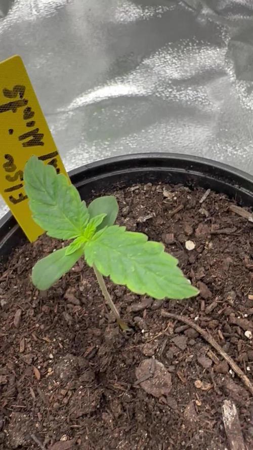 Community Grow Oct 2025 ELSA