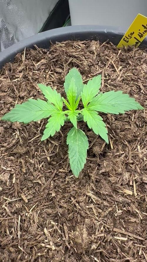 Community Grow Oct 2025 ELSA