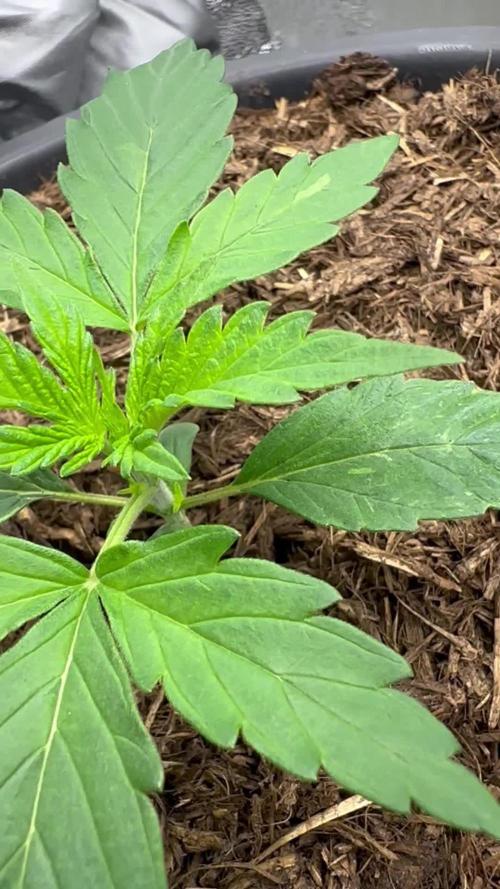 Community Grow Oct 2025 ELSA