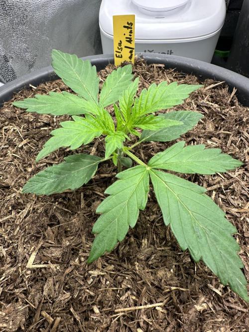 Community Grow Oct 2025 ELSA. Week 3 - Day 16