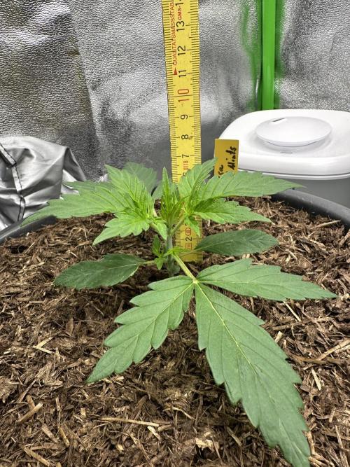 Community Grow Oct 2025 ELSA. Week 3 - Day 17 she will measure again