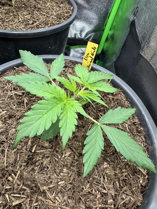 Community Grow Oct 2025 ELSA. Week 3 - Day 18