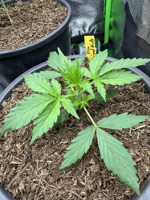 Community Grow Oct 2025 ELSA. Week 3 - Day 19