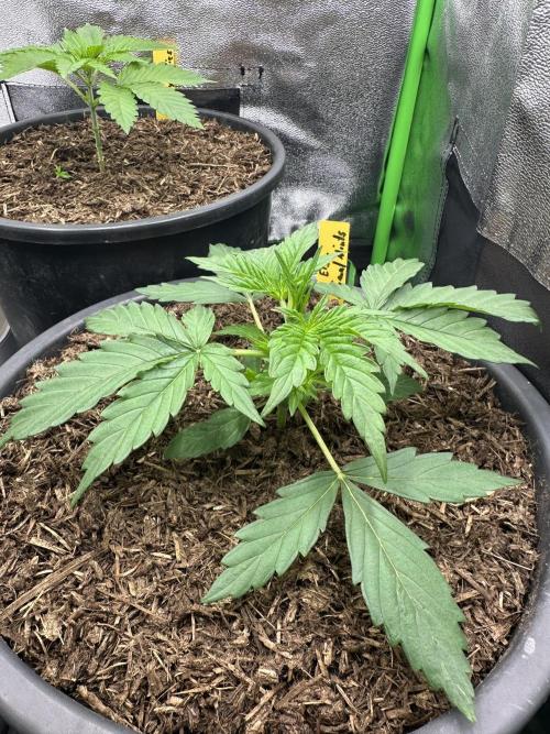 Community Grow Oct 2025 ELSA. Week 3 - Day 20 she will become her first LST to 2 Leaves