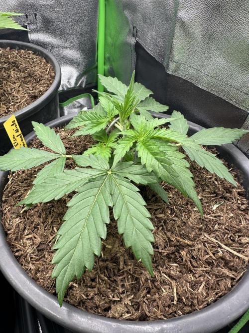 Community Grow Oct 2025 ELSA. Week 3 - Day 21