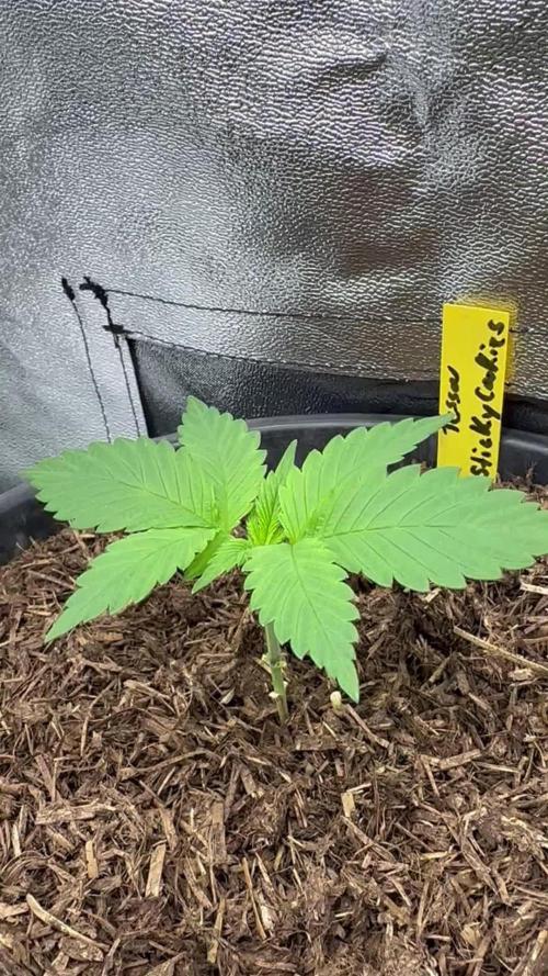 Triploid Seed Test Cookie Queen Tessa