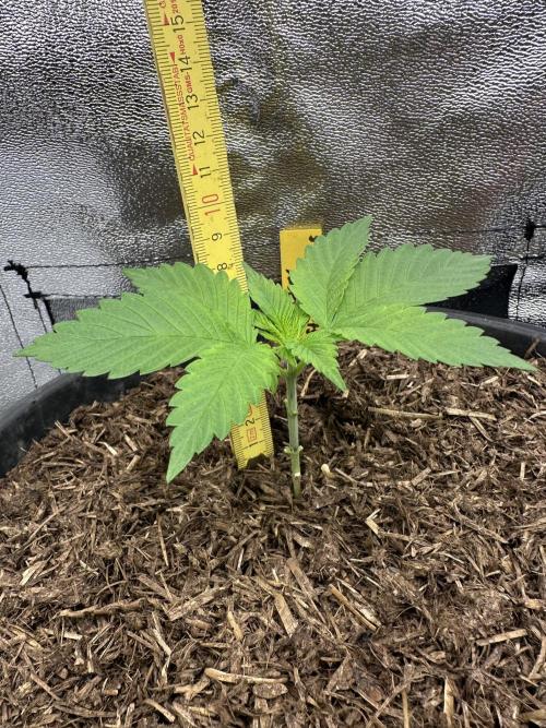 Triploid Seed Test Cookie Queen Tessa. Week 3 - Day 17 we do measure